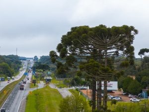 EPR Litoral Pioneiro alerta para cuidados com a segurança em pontos de venda de pinhão nas rodovias