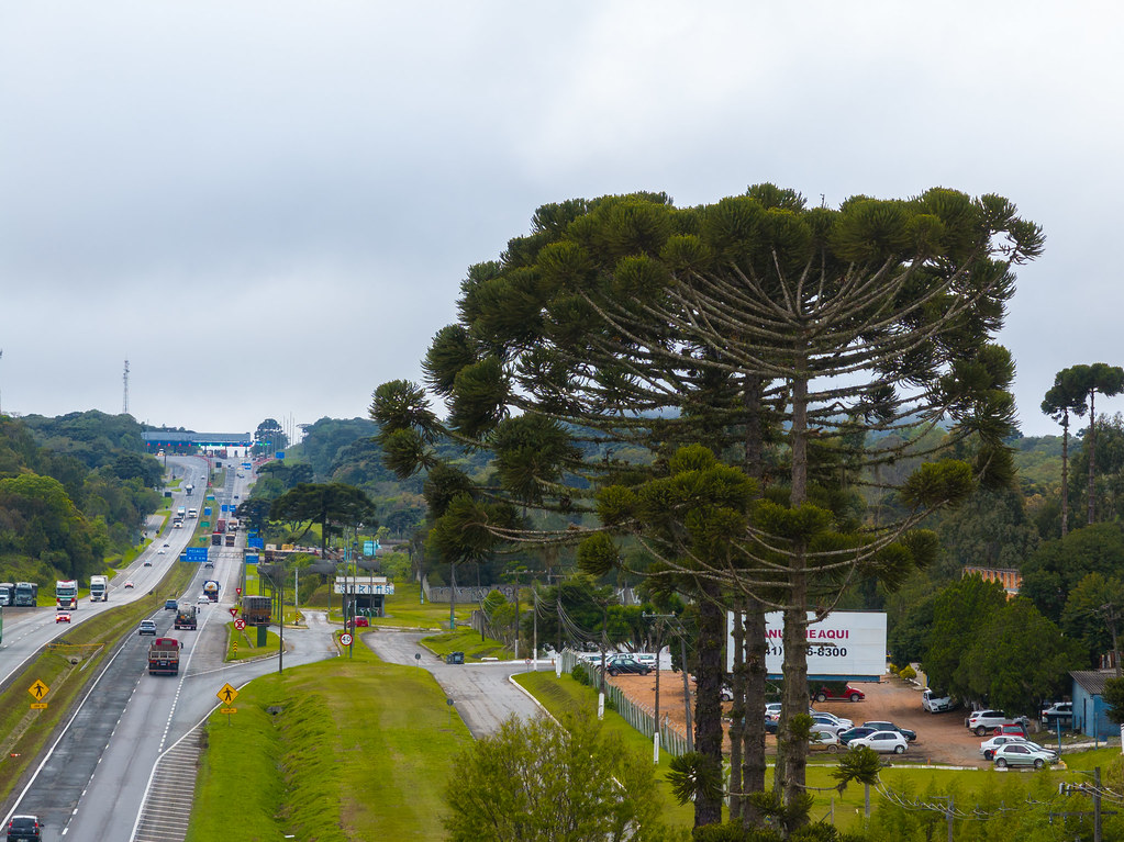 EPR Litoral Pioneiro alerta para cuidados com a segurança em pontos de venda de pinhão nas rodovias