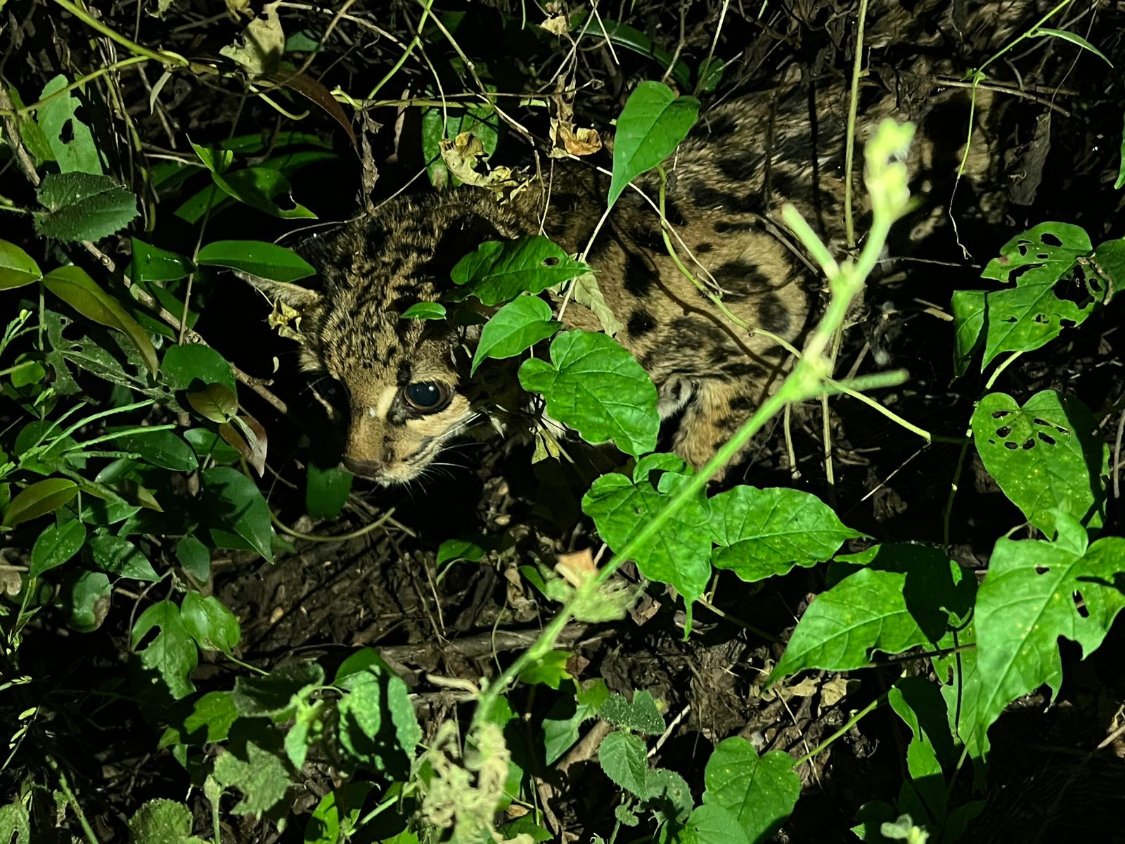 EPR Litoral Pioneiro realiza atendimentos a animais feridos encontrados nas rodovias